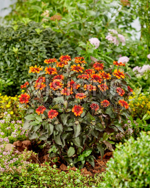 Heliopsis Luna Roja Heliopsis Luna Roja