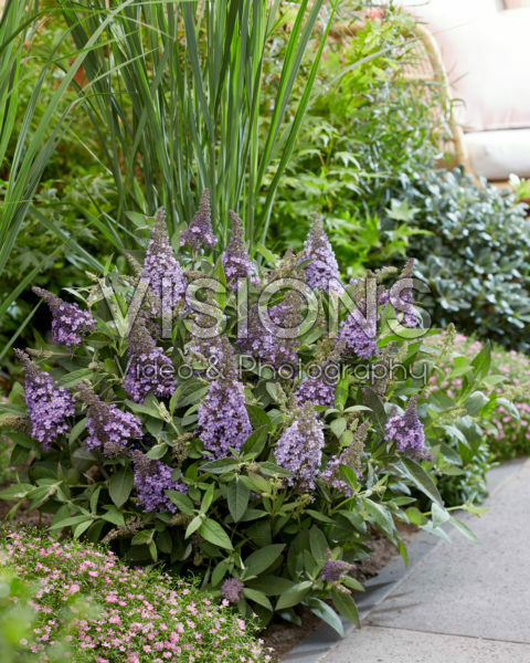 Buddleja davidii Butterfly Candy Lila Sweetheart Buddleja davidii Butterfly Candy Lila Sweetheart