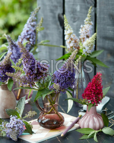 Buddleja flowers in vases Buddleja flowers in vases