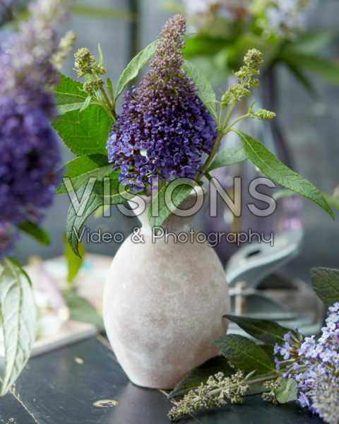 Buddleja bloem in vaasje Buddleja bloem in vaasje