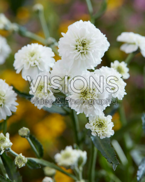 Achillea Diadeem Achillea Diadeem