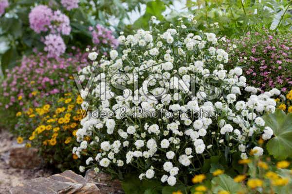 Achillea Diadeem
