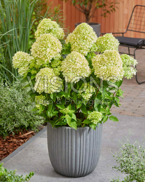 Hydrangea paniculata Bee Green Hydrangea paniculata Bee Green