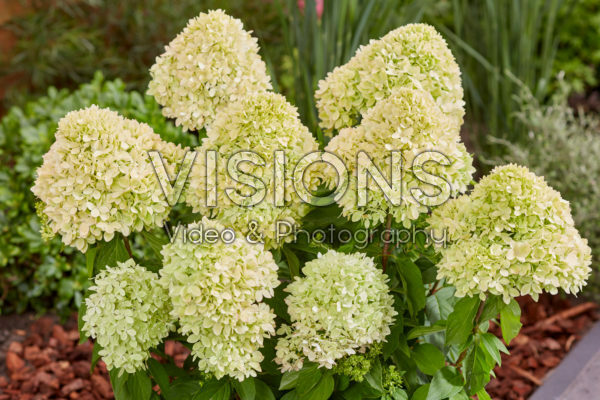 Hydrangea paniculata Bee Green Hydrangea paniculata Bee Green