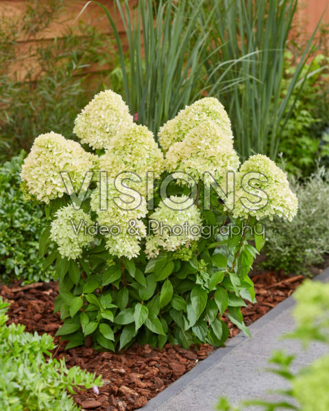 Hydrangea paniculata Bee Green Hydrangea paniculata Bee Green