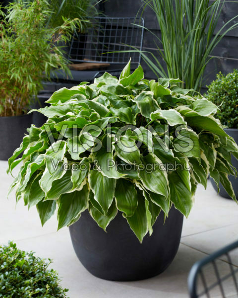 Hosta Min 007 Hosta Min 007