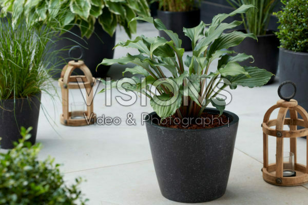 Hosta 20-071-03 Hosta 20-071-03