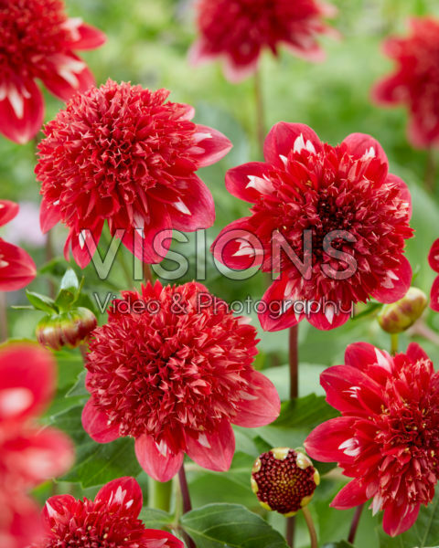 Dahlia PK 70 Dahlia PK 70
