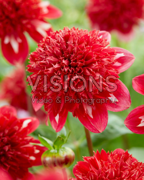 Dahlia PK 70 Dahlia PK 70