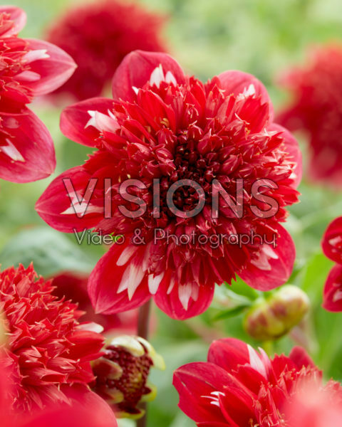 Dahlia PK 70 Dahlia PK 70
