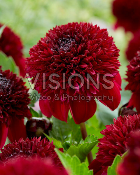 Dahlia PK 44 Dahlia PK 44