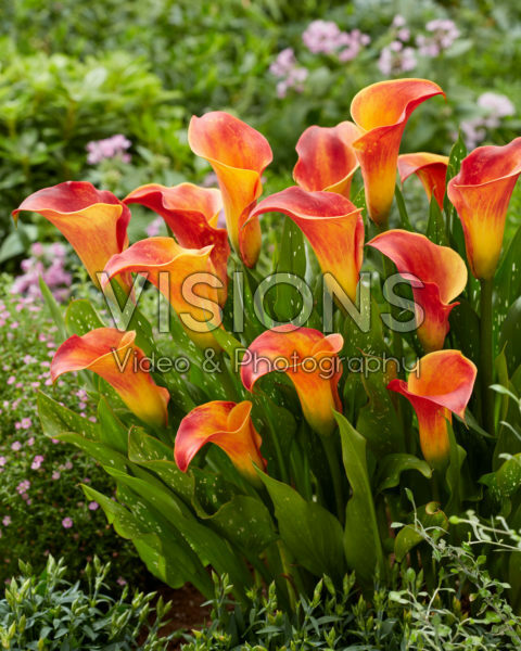 Zantedeschia Flame Zantedeschia Flame