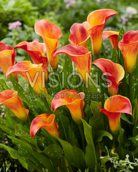 Zantedeschia Flame