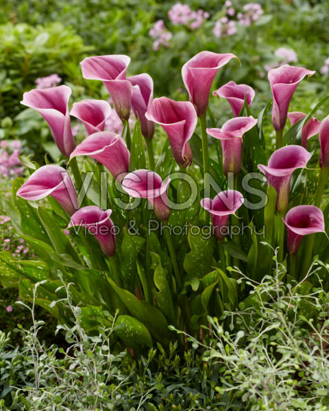 Zantedeschia Sannah