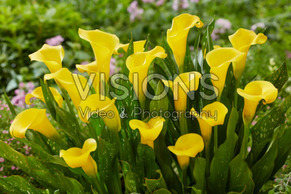 Zantedeschia Sunclub Zantedeschia Sunclub