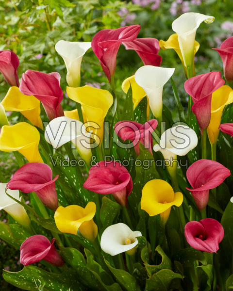 Zantedeschia mix Zantedeschia mix
