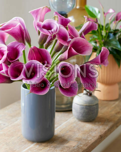 Zantedeschia Sannah Zantedeschia Sannah