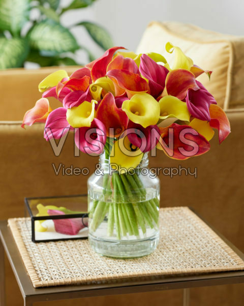 Zantedeschia mix Zantedeschia mix
