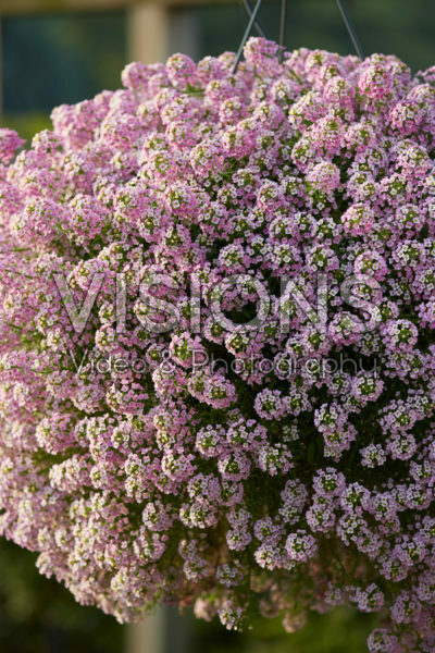 Lobularia Easy Breezy™ Pink