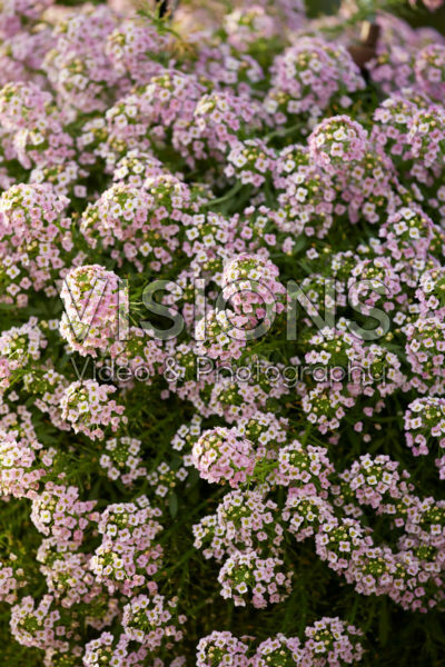 Lobularia Easy Breezy™ Pink
