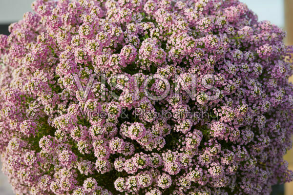 Lobularia Easy Breezy™ Pink Lobularia Easy Breezy™ Pink