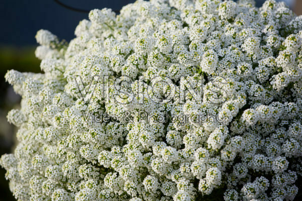 Lobularia Easy Breezy™ White