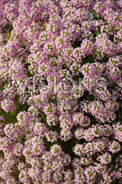 Lobularia Easy Breezy™ Pink Lobularia Easy Breezy™ Pink
