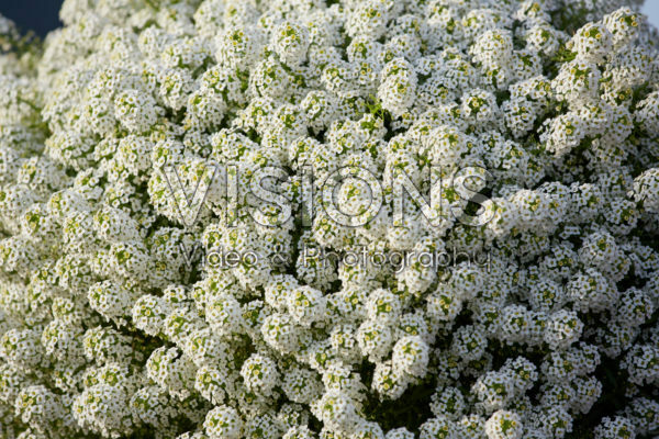 Lobularia Easy Breezy™ White Lobularia Easy Breezy™ White