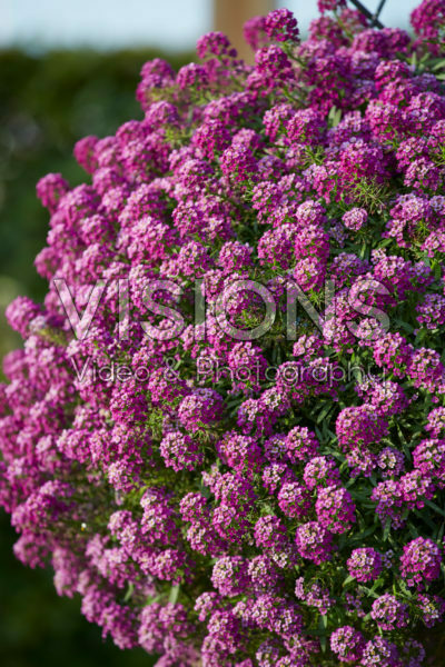 Lobularia Easy Breezy™ Purple Lobularia Easy Breezy™ Purple
