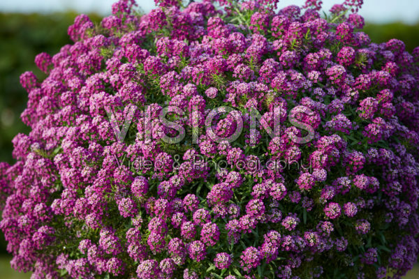 Lobularia Easy Breezy™ Purple