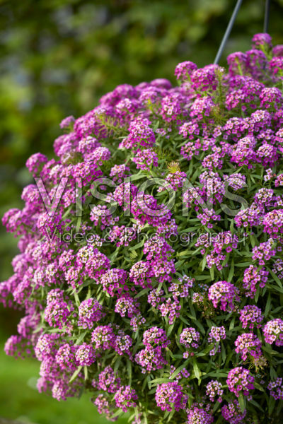 Lobularia Easy Breezy™ Purple