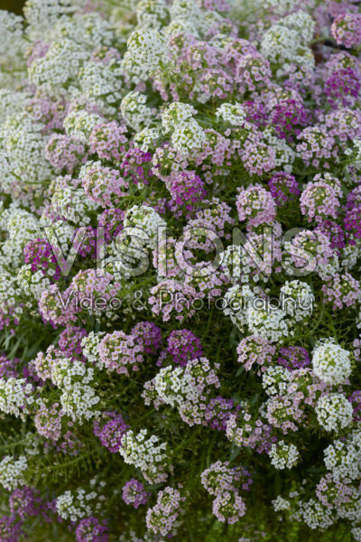 Lobularia Easy Breezy™ Heaven Scent
