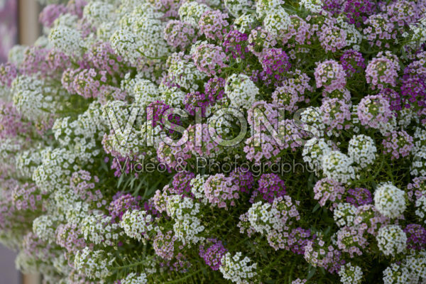 Lobularia Easy Breezy™ Heaven Scent Lobularia Easy Breezy™ Heaven Scent