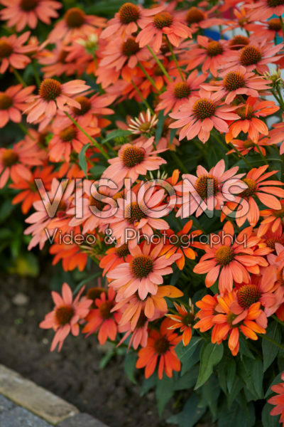 Echinacea Sombrero Echinacea Sombrero