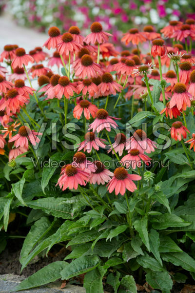 Echinacea Lakota™ Echinacea Lakota™