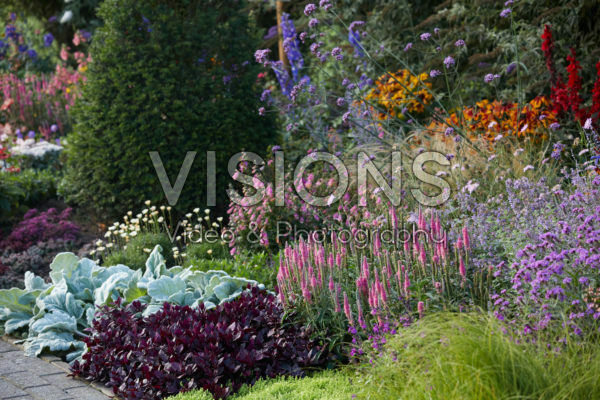 Vaste planten tuin Vaste planten tuin