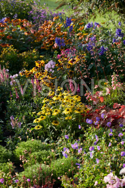 Vaste planten tuin Vaste planten tuin