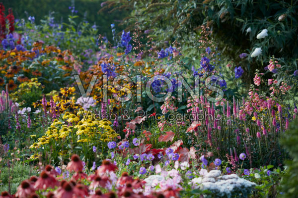 Vaste planten tuin Vaste planten tuin
