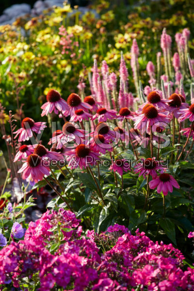 Perennial garden Perennial garden