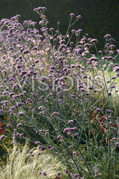 Verbena bonariensis Verbena bonariensis