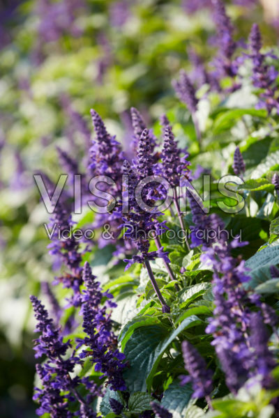 Salvia Mysty Salvia Mysty