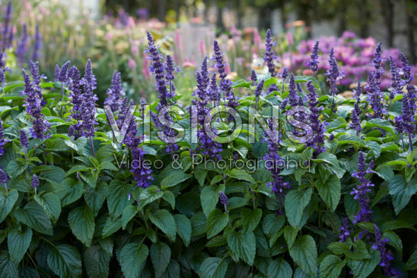 Salvia Mysty Salvia Mysty