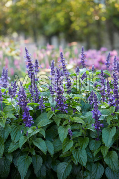 Salvia Mysty Salvia Mysty