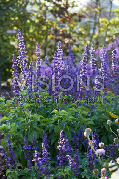 Salvia Mystic Spires Blue Salvia Mystic Spires Blue