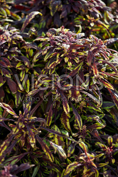 Coleus scutellarioides FlameThrower™ Chipotle