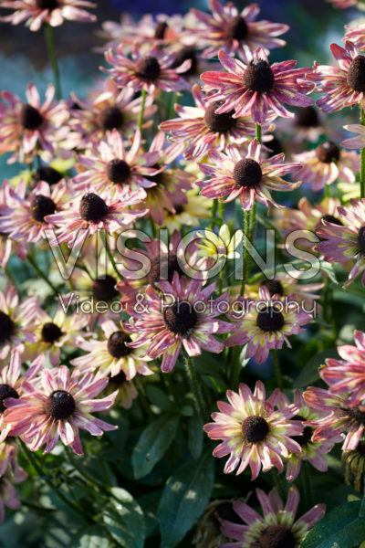 Rudbeckia hirta Lime Purple Rudbeckia hirta Lime Purple