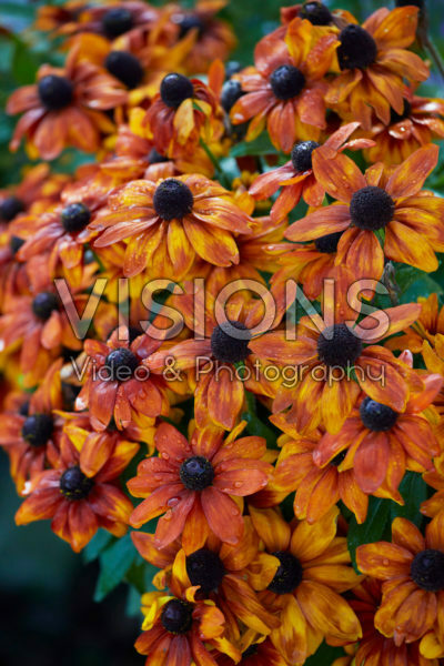 Rudbeckia hirta Mini Yellow Orange Rudbeckia hirta Mini Yellow Orange
