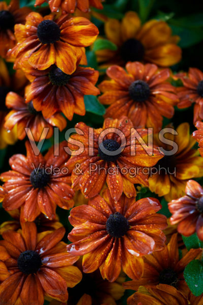Rudbeckia hirta Red Ring