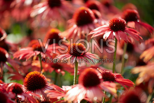 Echinacea Sombrero Sangrita