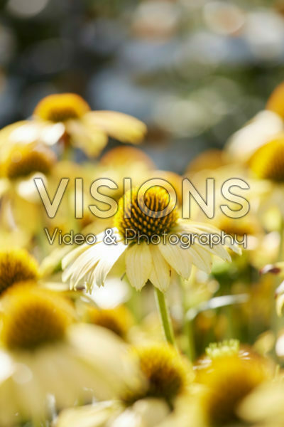 Echinacea Sombrero Poco Yellow